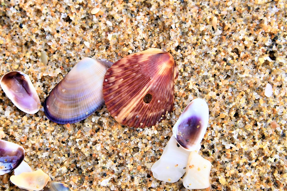 Sun Photo A00065 Seashells at The Wedge in Newport Beach